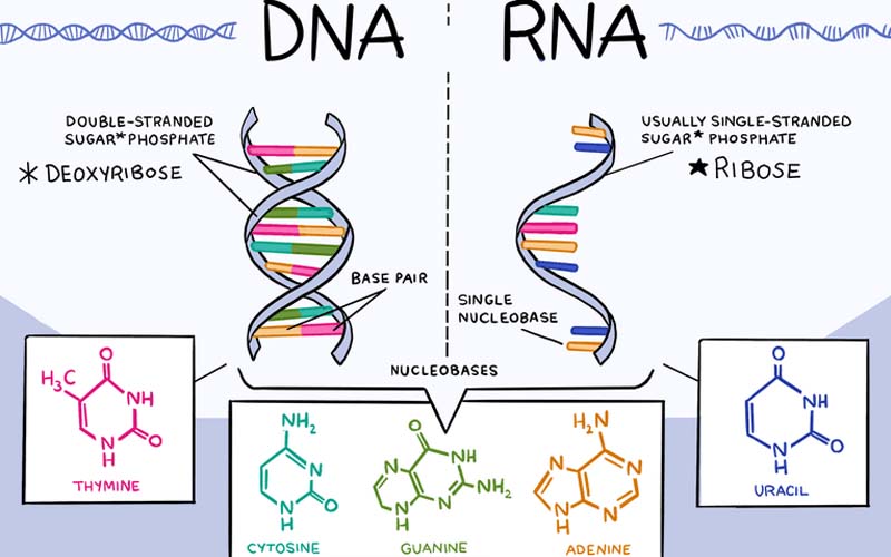 rna و dna